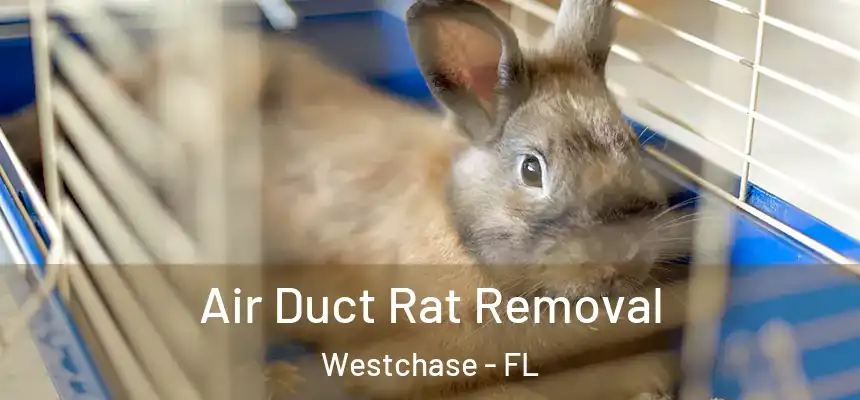 Air Duct Rat Removal Westchase - FL